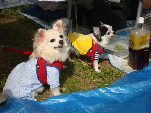 ファイル名: DSC02302.jpg
ファイルサイズ: 116KB
→クリックで元のサイズを表示 DSC02302